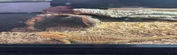 Bearded Dragon reptiles for sale: 10month old bearded dragon in Doncaster - Advert 1