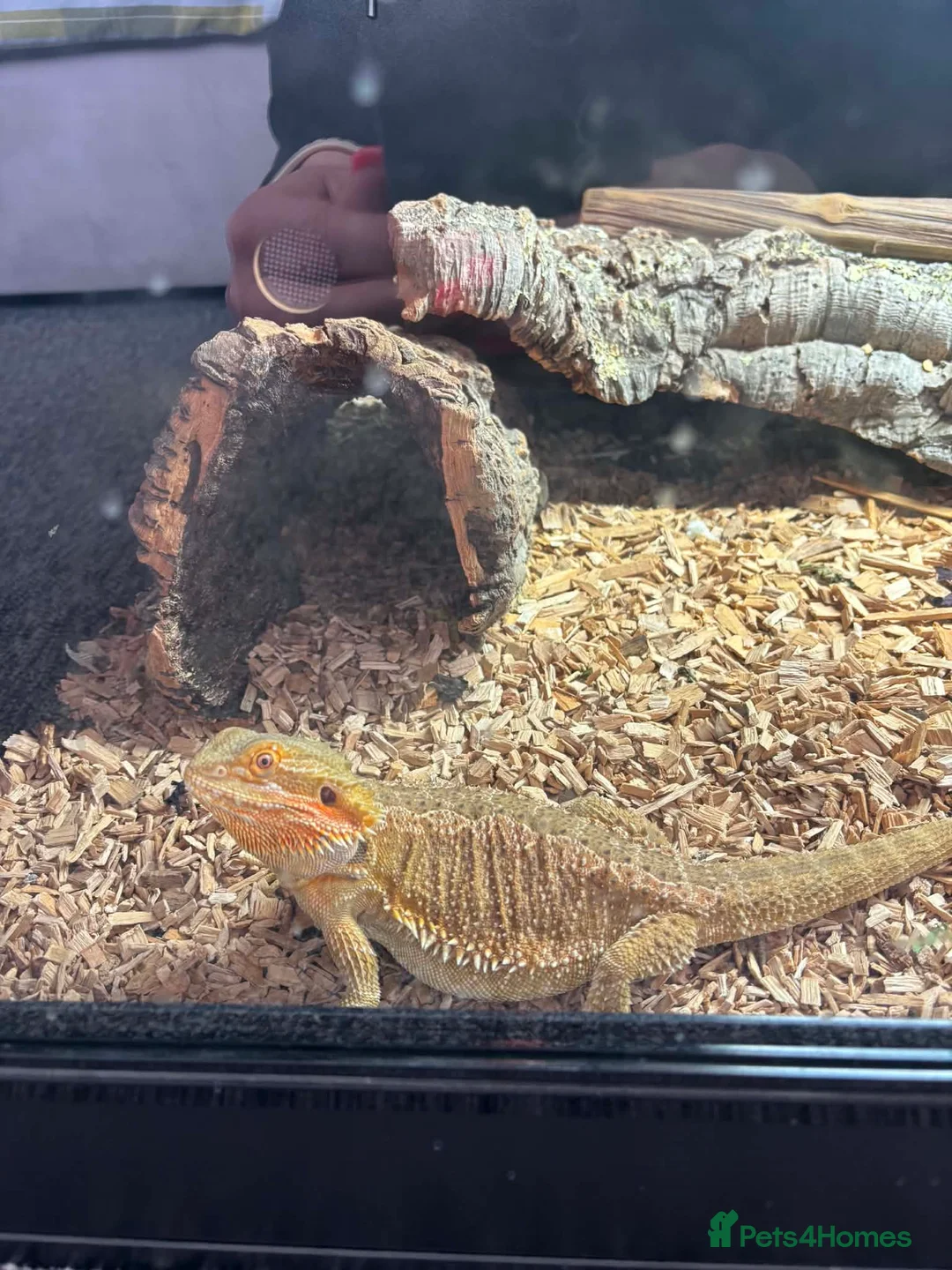 Bearded Dragon reptiles for sale: 10month old bearded dragon in Doncaster - Advert 1