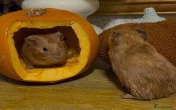 Guinea Pig rodents for sale: Baby boars - Image 1