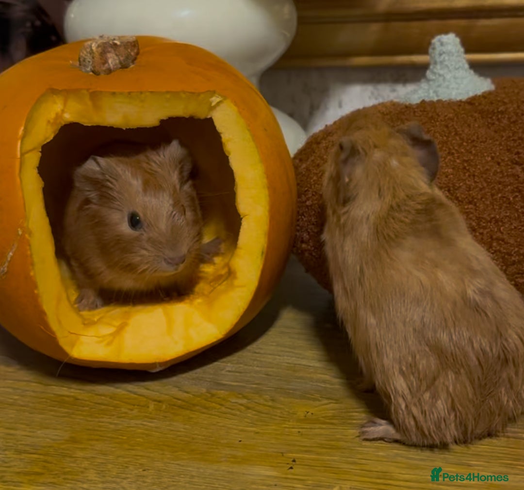Guinea Pig rodents for sale: Baby boars - Image 1
