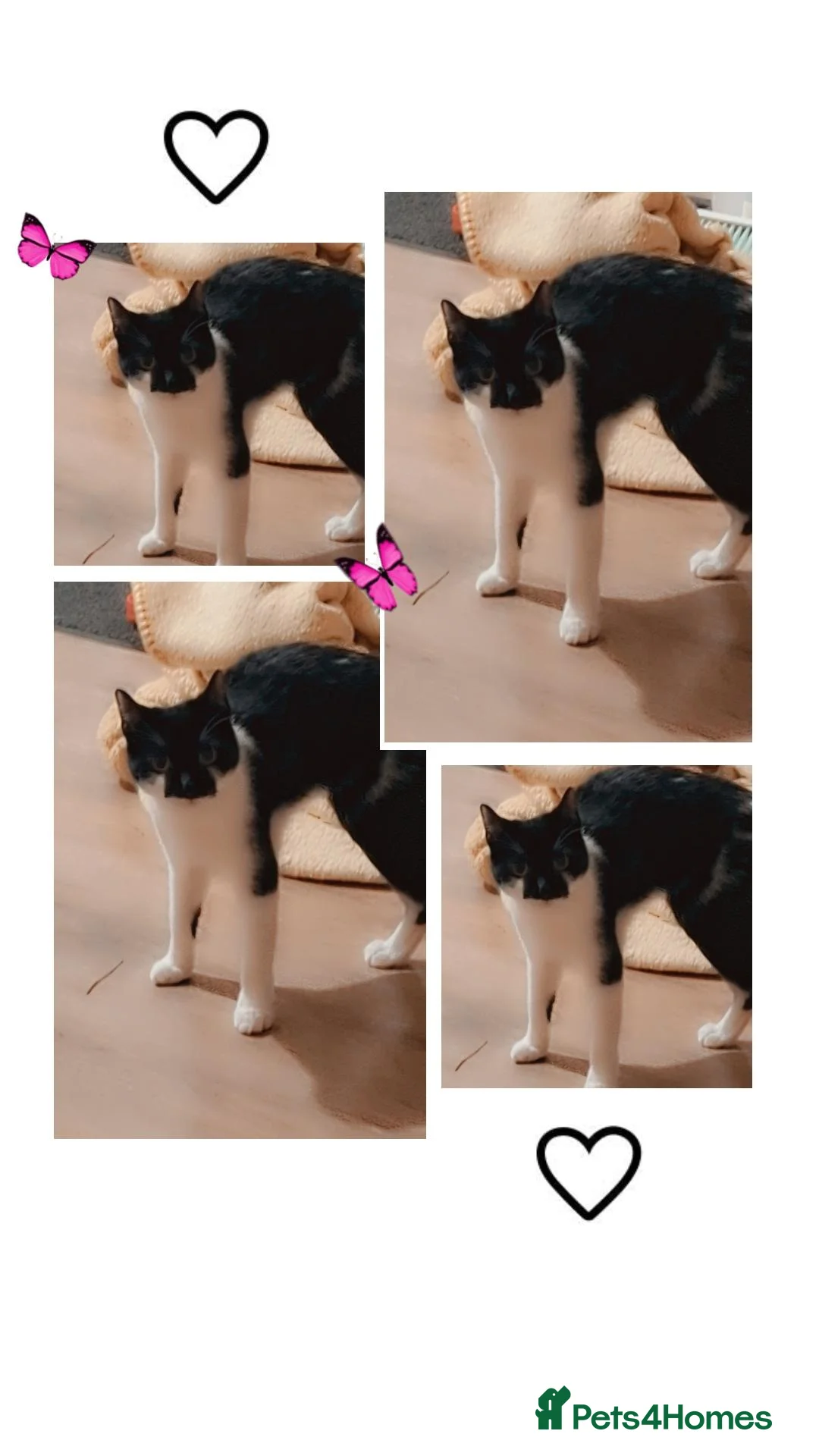 Mixed Breed cats for sale: Female black and white  - Advert 11