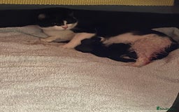 British Longhair cats for sale: Tuxedo Domestic Shorthair & Blue longhair - Image 11