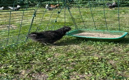 Chickens poultry for sale: Silkie pullets  - Image 2