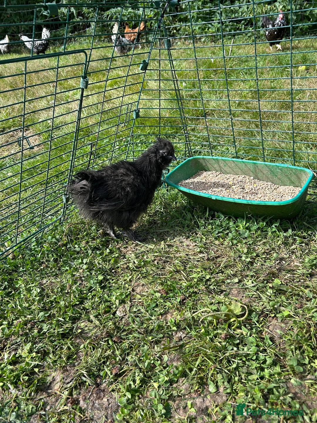 Chickens poultry for sale: Silkie pullets  - Image 2