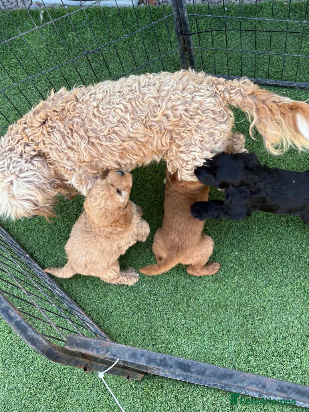 Cockapoo dogs for sale: Cockpoo Puppys  - Image 6
