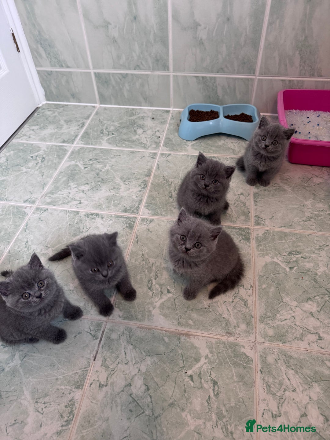 British Shorthair cats for sale: Gccf active Championship British Shorthair Female - Advert 16