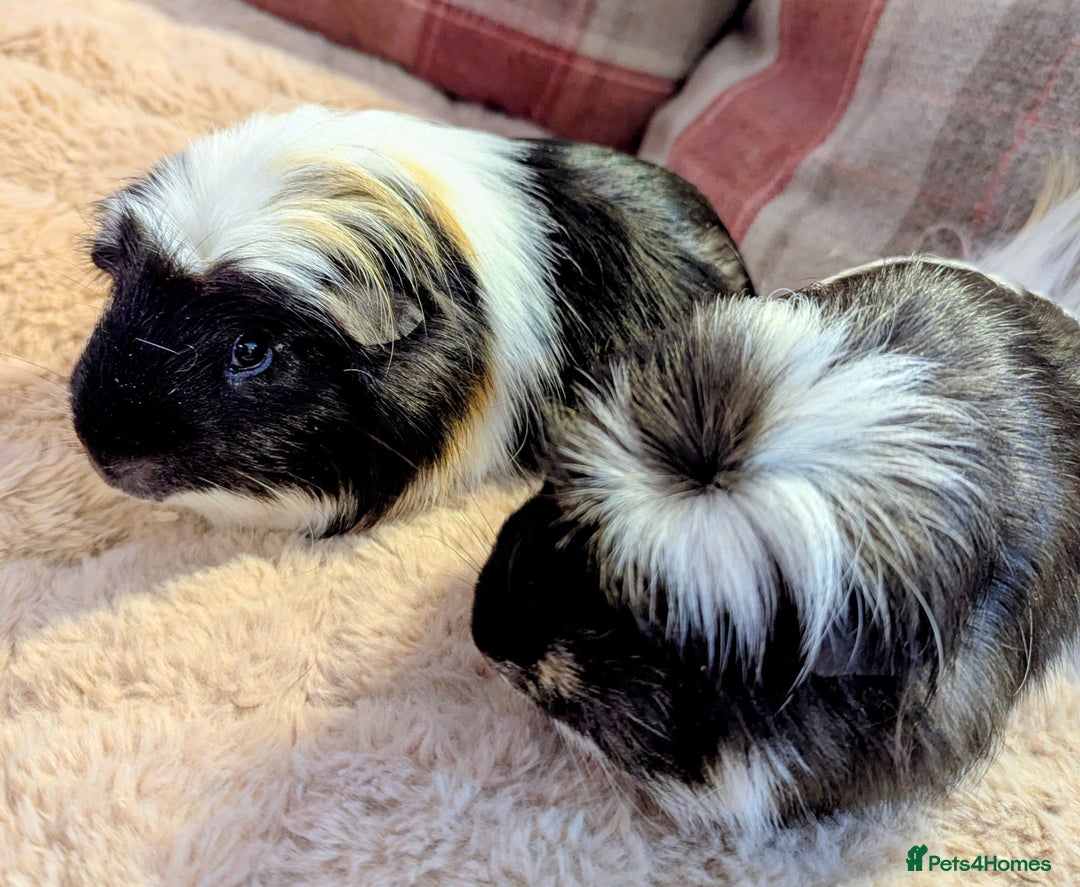 Guinea Pig rodents for sale: Pair of beautiful male sheltie guinea pigs  - Advert 1