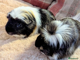 Guinea Pig rodents Pair of beautiful male sheltie guinea pigs - Advert 1