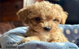 Cavachon dogs for sale: Super friendly, Litter trained Cavapoochon’s - Image 12