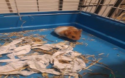 Hamster rodents for sale: Baby syrian hamsters from £10 - Available Now  in Manchester - Image 7