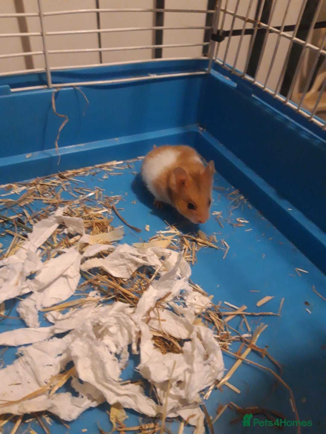 Hamster rodents for sale: Baby syrian hamsters from £10 - Available Now  in Manchester - Image 7