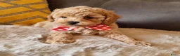 Shihpoo dogs for sale: Gorgeous Little Shihpoo Pups sold Fully Vaccinated - Advert 21