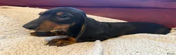 Dachshund dogs for sale: Tri coloured Dachshund - Advert 3