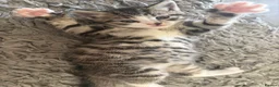 Mixed Breed cats for sale: Beautiful kittens  in Hereford - Advert 3