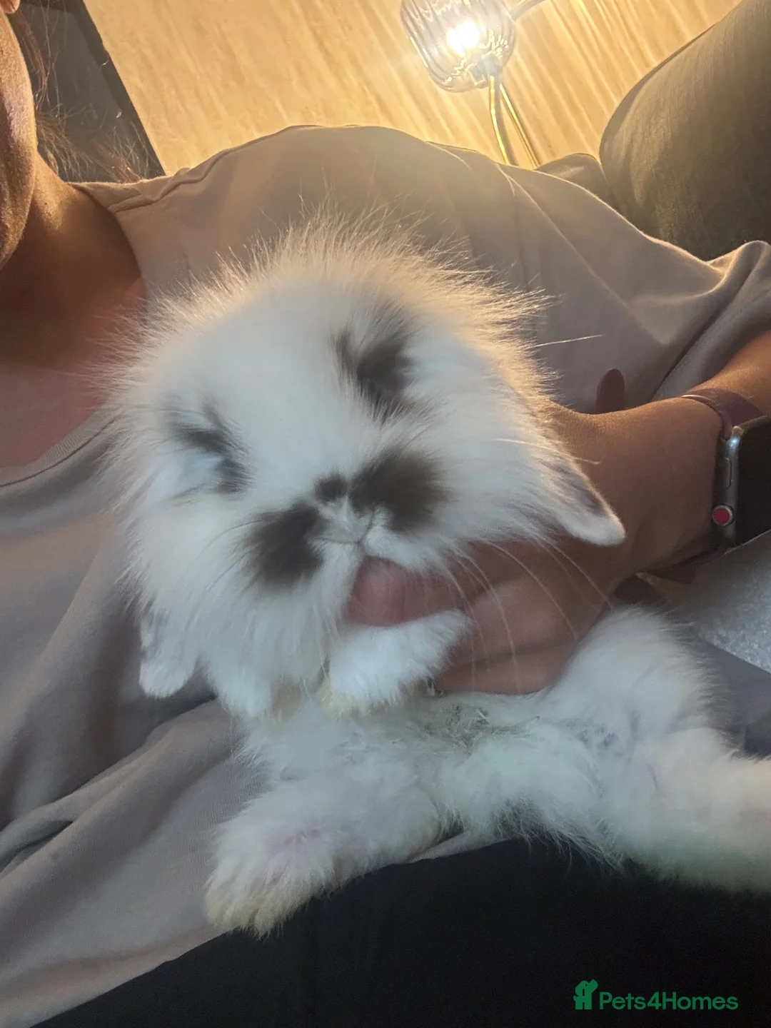 Mini Lion Lop rabbits for sale: 4 beautiful baby rabbits in Redditch - Advert 1