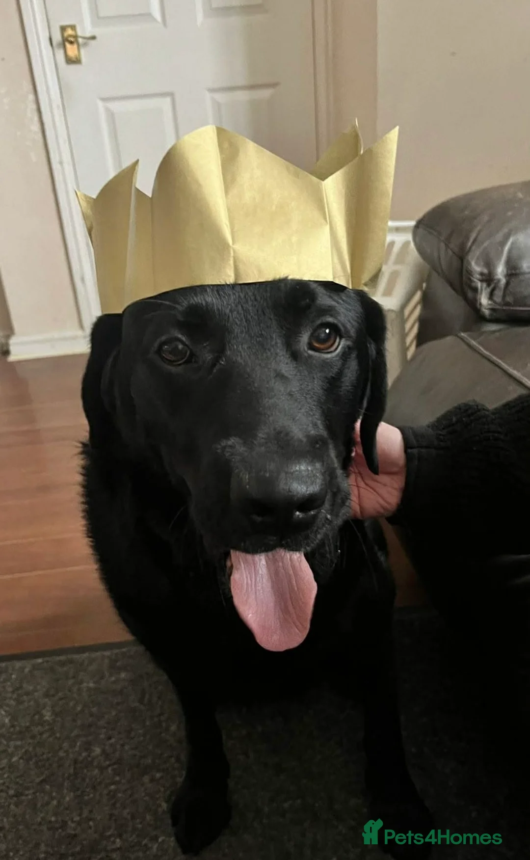 Labrador Retriever dogs for adoption: Ludo needs a loving home  - Advert 6