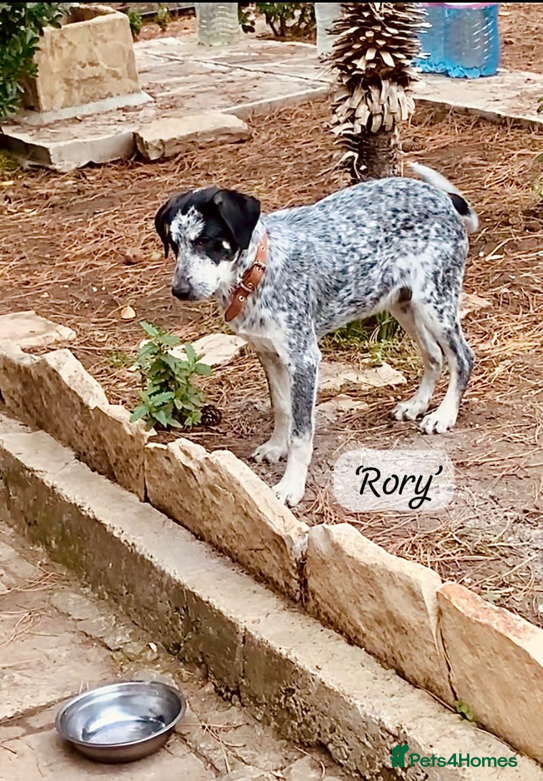 Mixed Breed dogs for adoption: Rory, 6-7 months approx. Available for adoption. - Advert 27