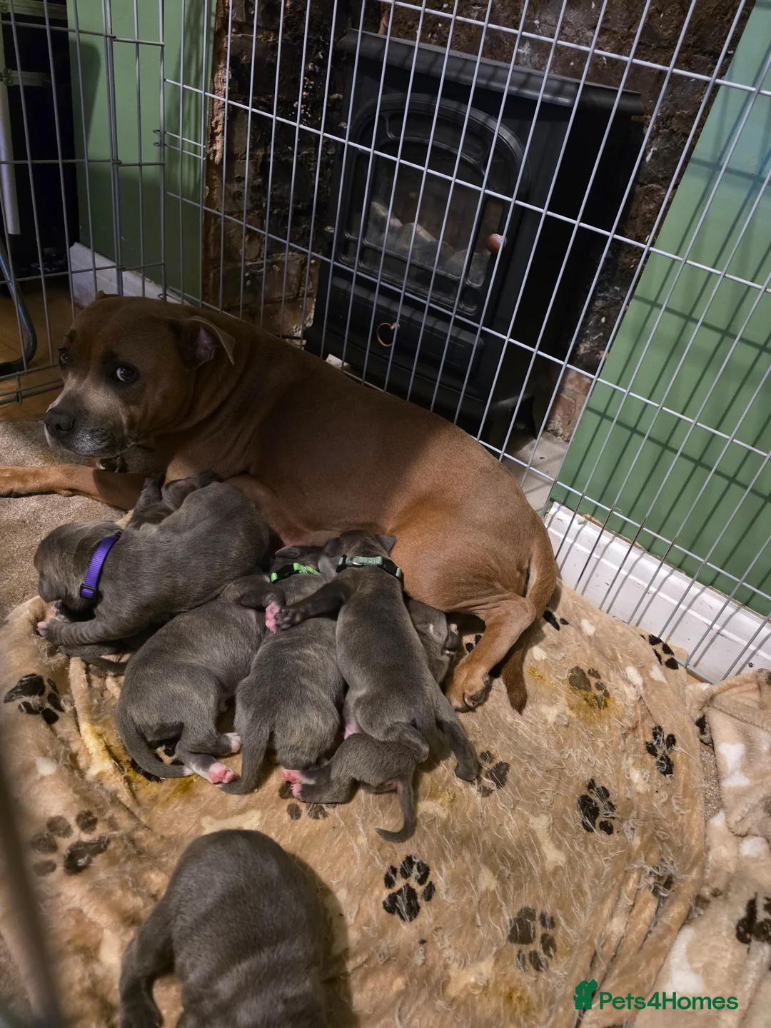 Mixed Breed dogs for sale: Staffordshire bull terrier x cane corso - Advert 22