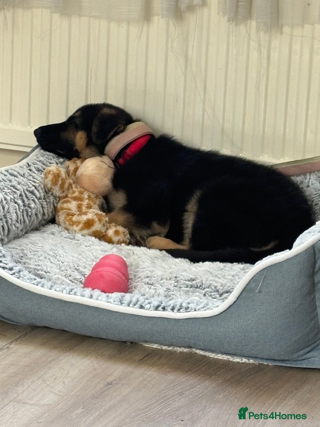 German Shepherd dogs for sale: Iris - Forever Home Needed - Image 2