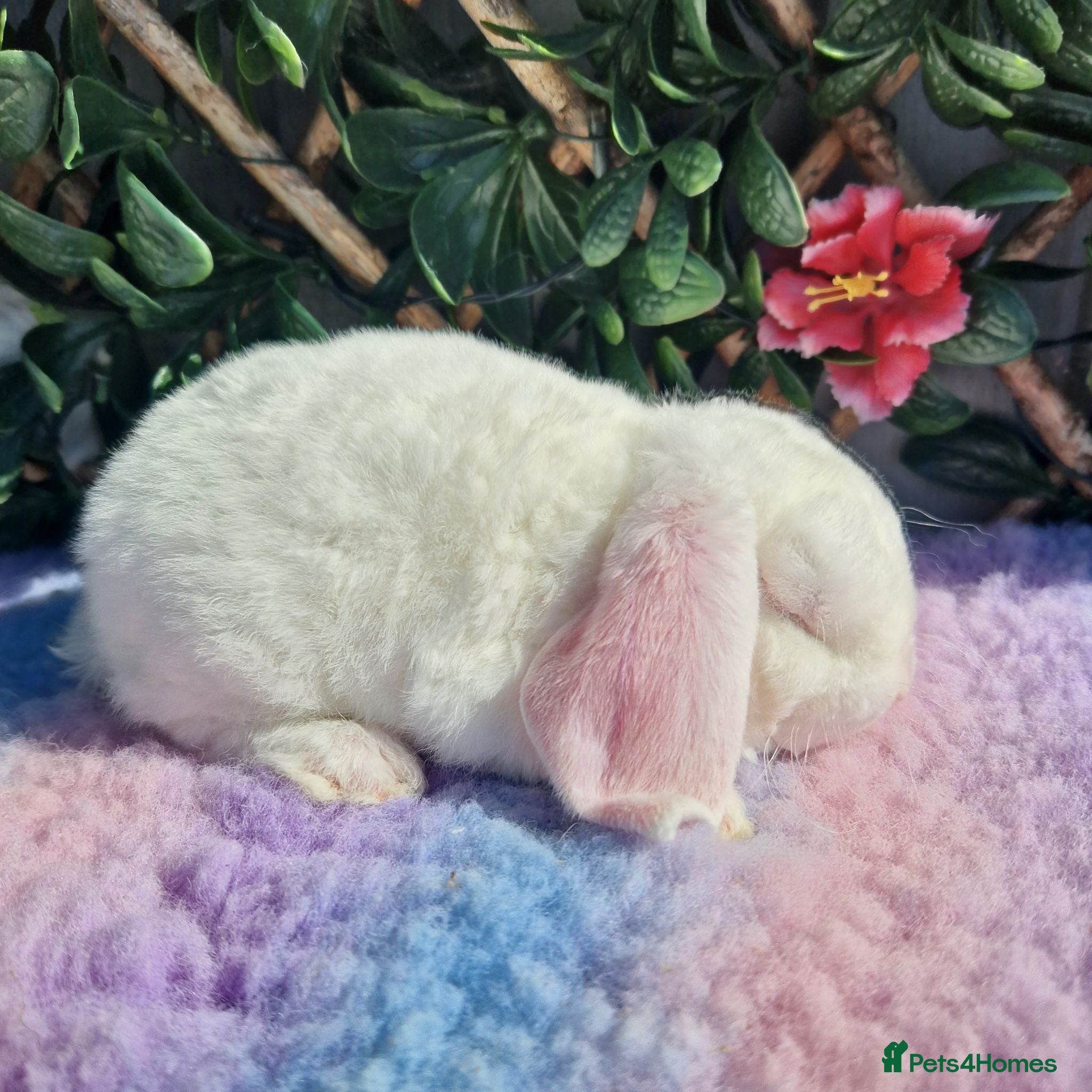 Mini Lop rabbits Mini plush lop buck baby blue eyed white - Advert 2