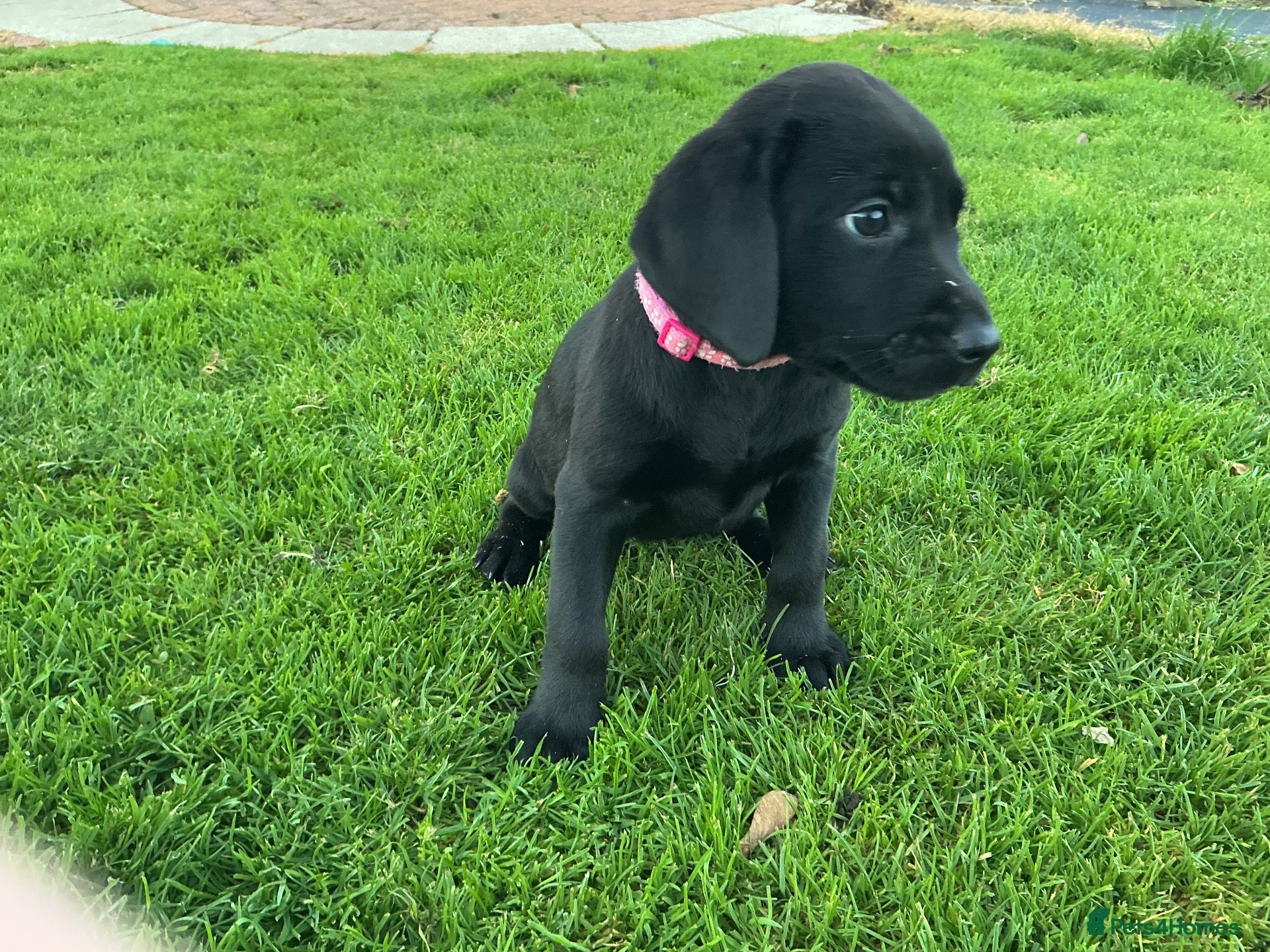 Labrador Retriever dogs LABRADOR PUPS. KC REG & COUNCIL LICENSED. 0%ROI - Advert 2