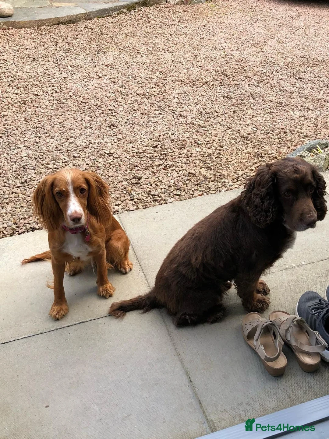 Cocker Spaniel dogs for sale: Cocker spaniel puppies for sale in Sheffield - Advert 2