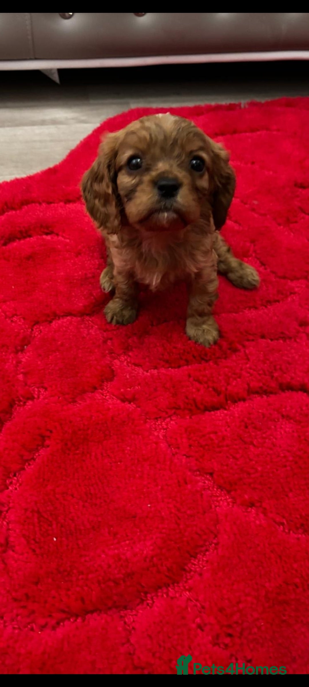 Cavalier King Charles Spaniel dogs for sale: Cavalier King charlies - Advert 13