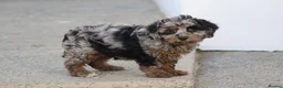 Cavapoochon dogs for sale: Beautiful Cavapoochon puppies for sale - Advert 20