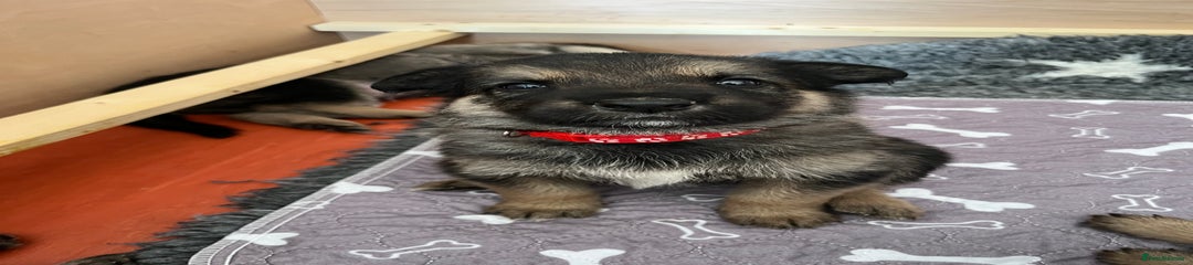 Shepsky Puppy 2