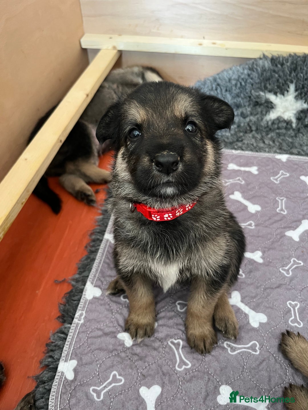 Shepsky dogs for sale: German Shepherd/Shepsky Puppies - Image 4