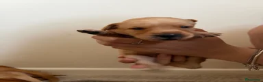 Labrador Retriever 7