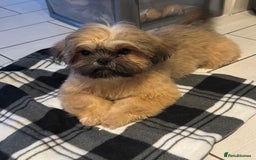 Shih Tzu dogs for sale: Lovely Shih Tzu - Image 1