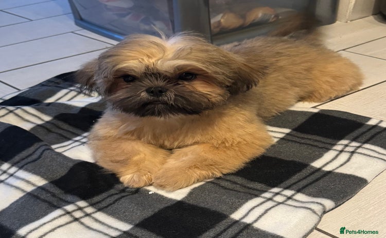 Shih Tzu dogs for sale - Advert 1