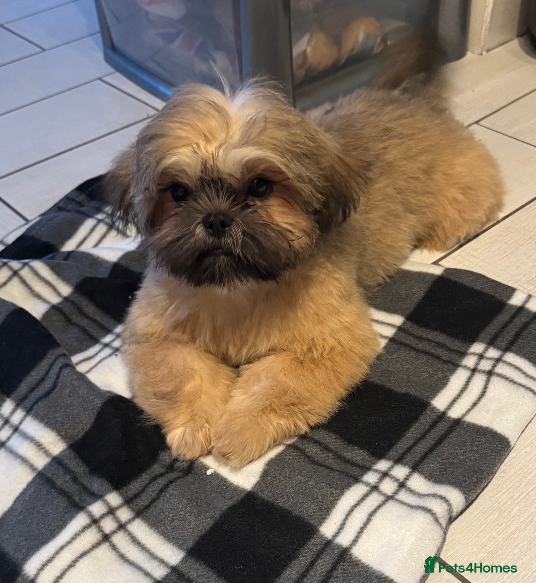 Shih Tzu dogs for sale: Lovely Shih Tzu - Image 1