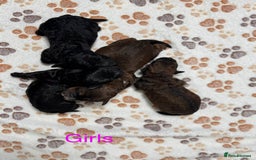 Cockapoo dogs for sale: Beautiful Fully Health Tested Cockapoos - Image 2