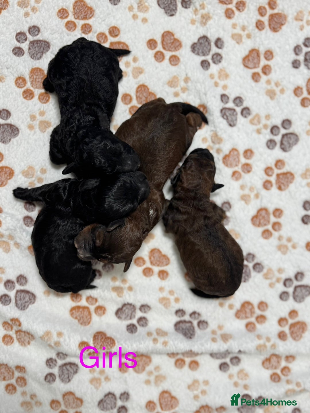 Cockapoo dogs for sale: Beautiful Fully Health Tested Cockapoos - Image 2