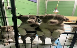 Border Collie dogs for sale: Fully health tested lilac and white kcreg puppies  - Image 5