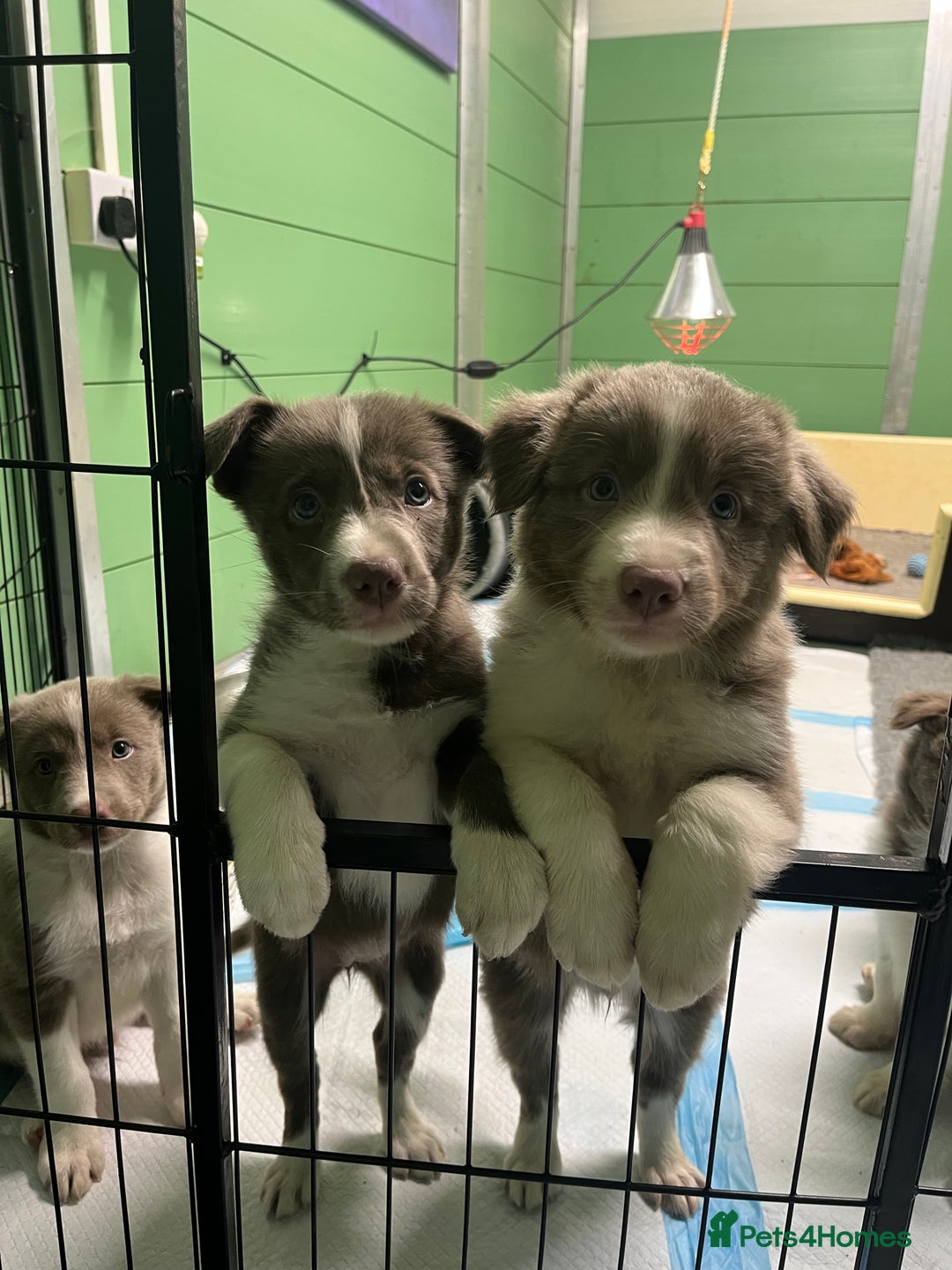 Border Collie dogs for sale: Fully health tested lilac and white kcreg puppies  - Image 5