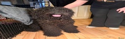 Goldendoodle dogs for sale: Black Goldendoodle looking for her forever sofa  - Advert 1