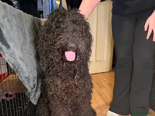 Goldendoodle dogs Black Goldendoodle looking for her forever sofa - Advert 2