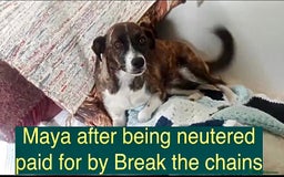 Mixed Breed dogs for adoption: Maya, 1 yr old approx, Available for adoption. - Image 10