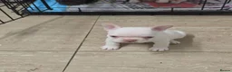 French Bulldog dogs for sale: French bulldog puppies  - Advert 18