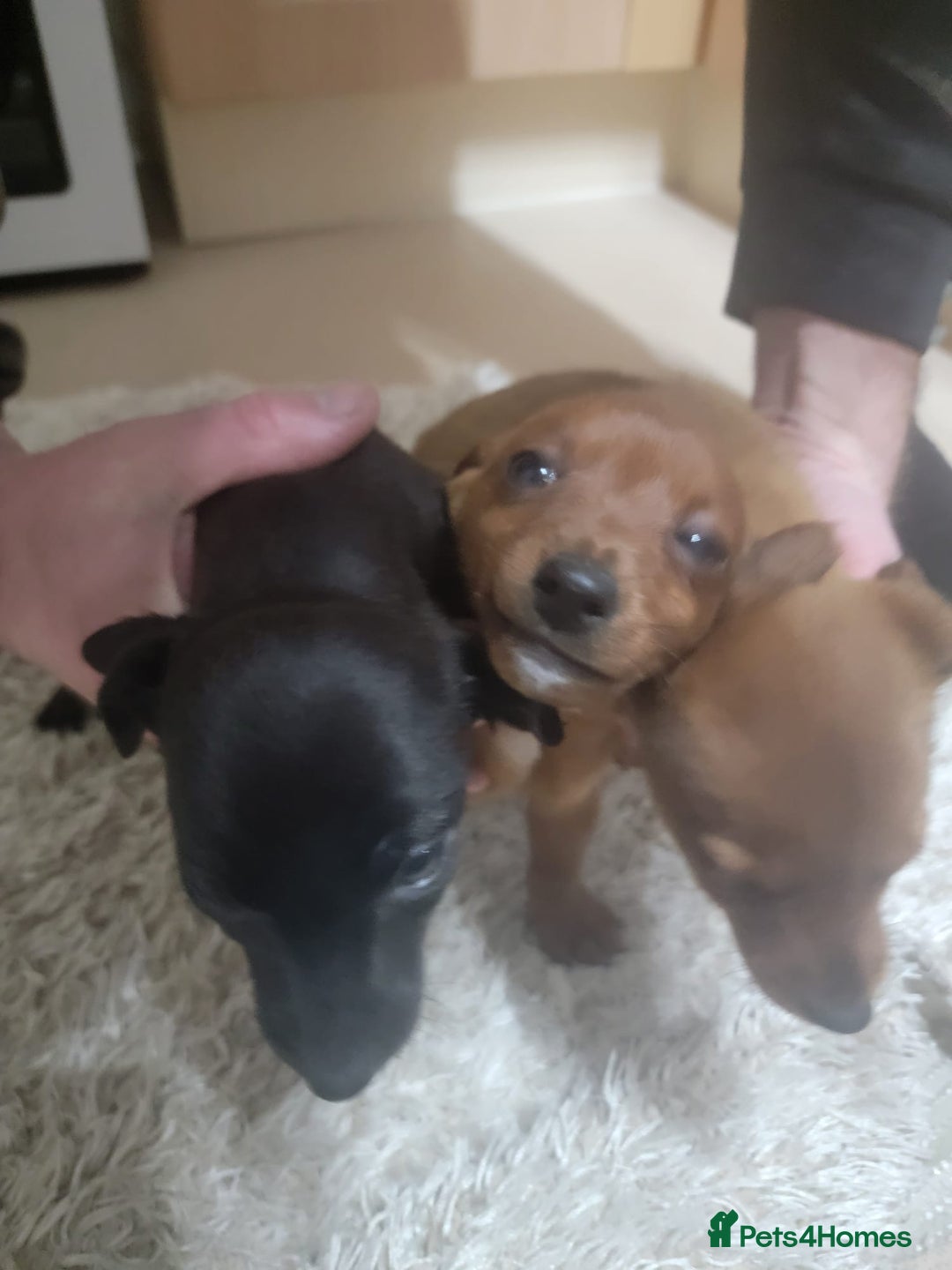 Jack Russell dogs for sale: Jack Russel  - Advert 1