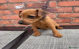 Lakeland Terrier dogs for sale: Red Lakeland terrier bitch - Image 1