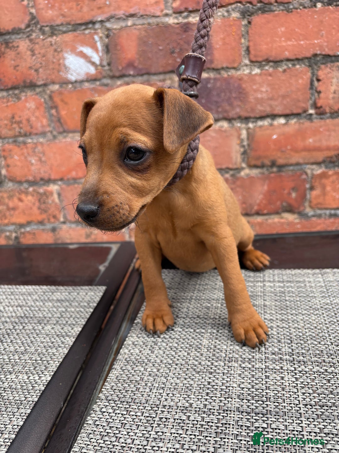 Lakeland Terrier dogs for sale: Red Lakeland terrier bitch - Image 1