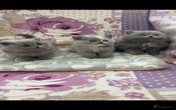 British Longhair cats for sale: GCCF Reg. British Longhairs ready 2/1/26 - Advert 6