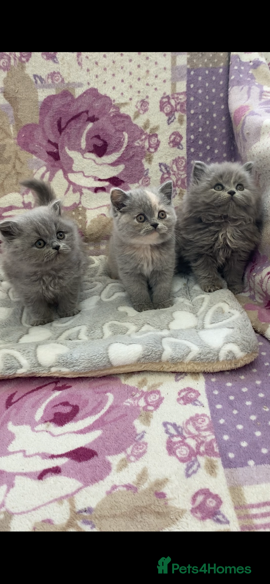 British Longhair cats for sale: GCCF Reg. British Longhairs ready 2/1/26 - Advert 6