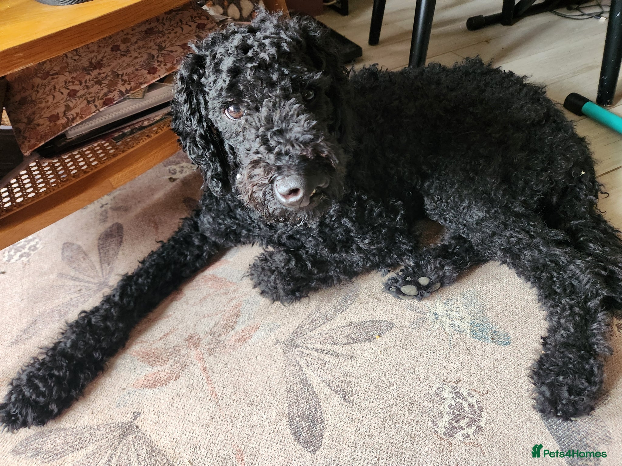 Standard Poodle dogs Benson, 13 months, with a Unicorn Obsession! - Advert 1
