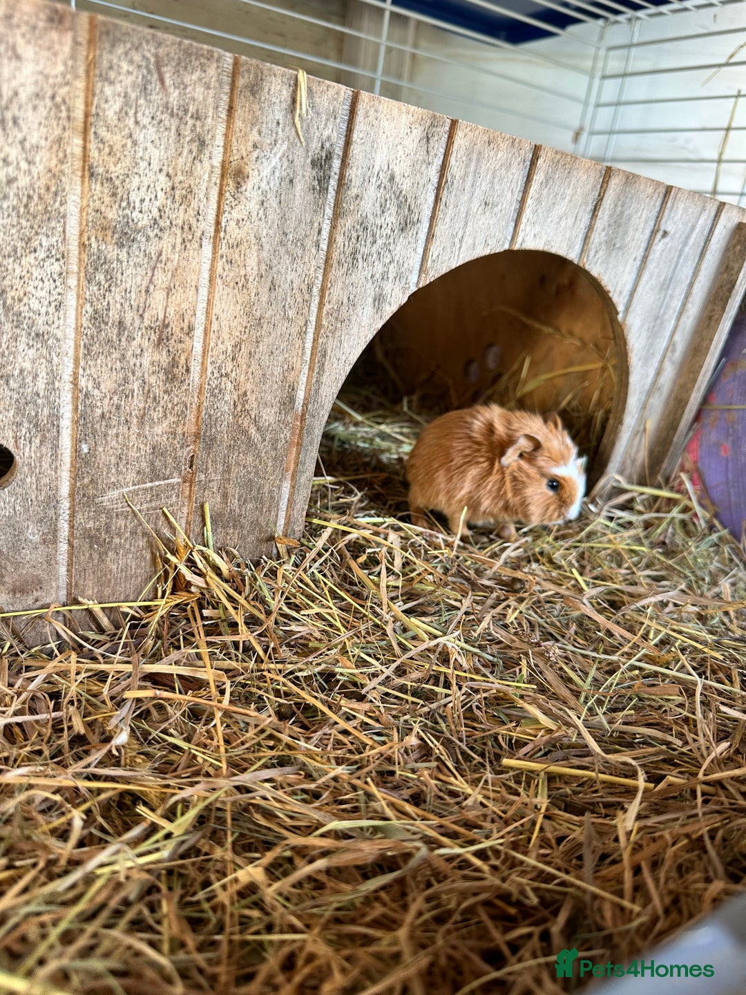 Guinea Pig rodents for sale: 3 Pups for sale - 2 boars, 1 sow - Advert 3