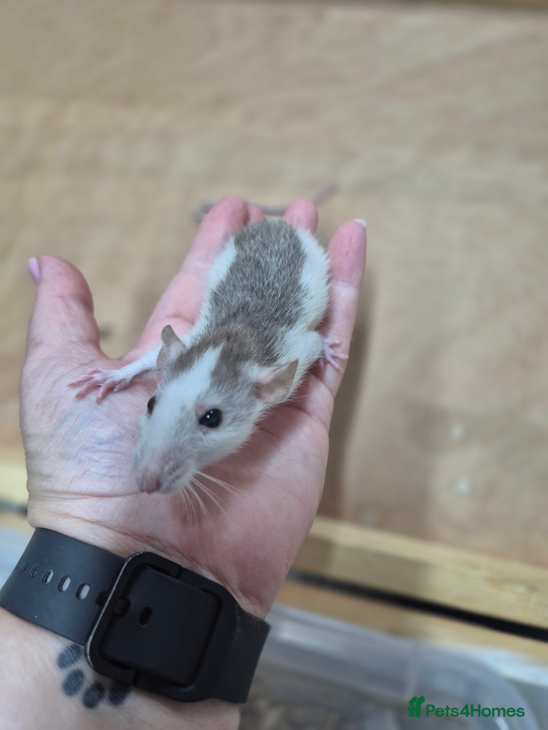 Rat rodents for sale: Male rats available - Image 10